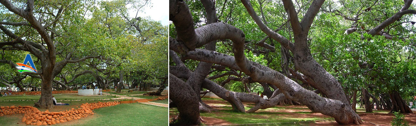 Pillalamarri Banyan Tree Mahaboobnagar District