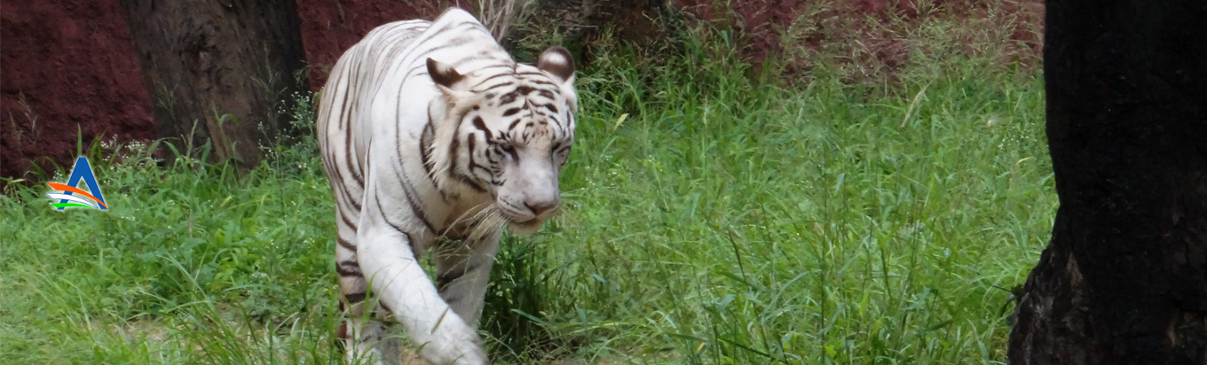 Get up and close with nature at the Nehru Zoological Park, Hyderabad