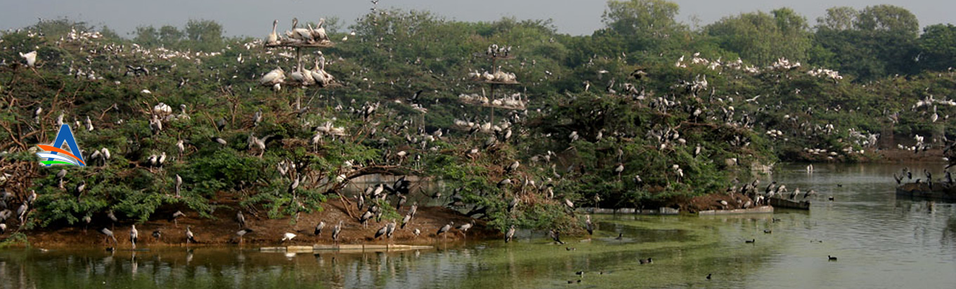 Uppalapadu Nature conservation a treat for the nature lovers and bird watchers