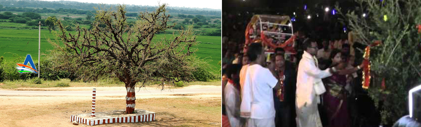 Jammi Vruksham A very powerful tree with miraculous power