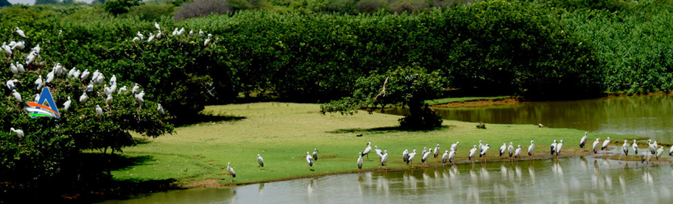 Nelapattu Bird Sanctuary: A treat for the Birdwatchers